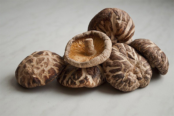 Is it possible to eat raw shiitake