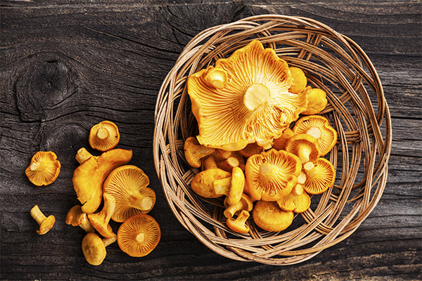 Có thể chanterelles cho phụ nữ mang thai và cho con bú