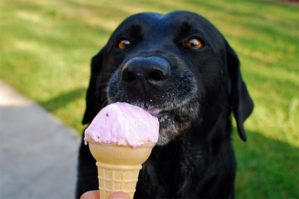 Can animals give ice cream