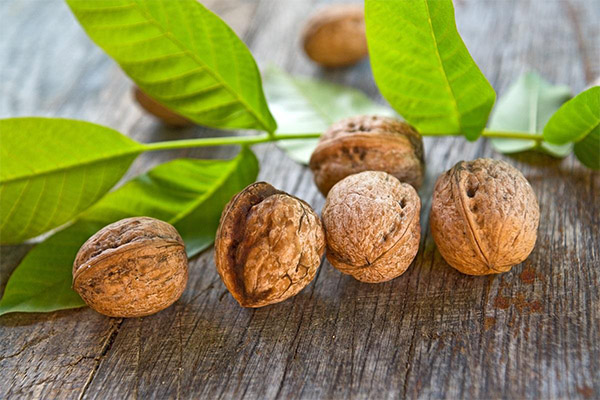 Nuttige eigenschappen van walnotenbladeren