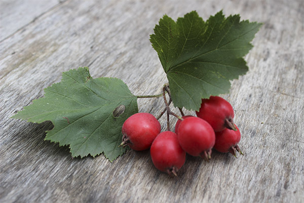 I benefici e i danni del biancospino