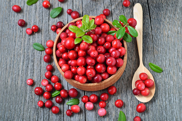 Els avantatges i els perjudicis de les lingonberries