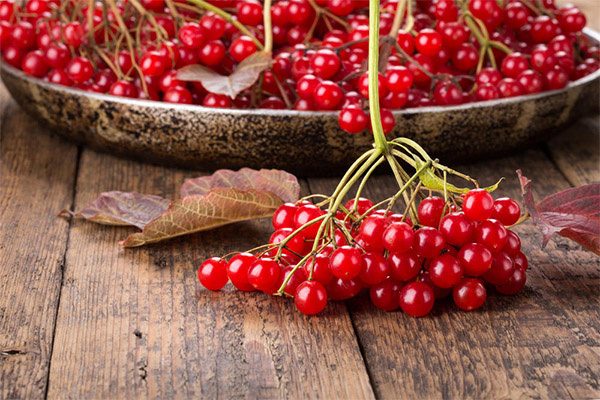 Fordelene og skadene ved viburnum