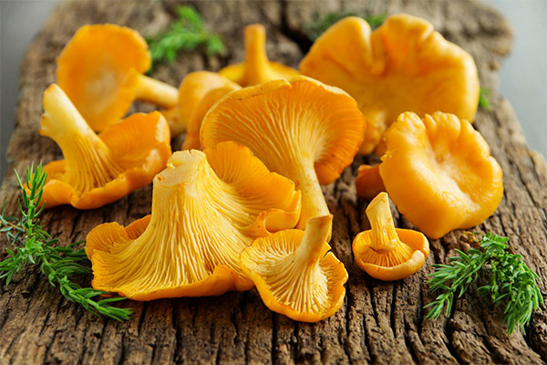 Τα οφέλη και οι βλάβες των chanterelles