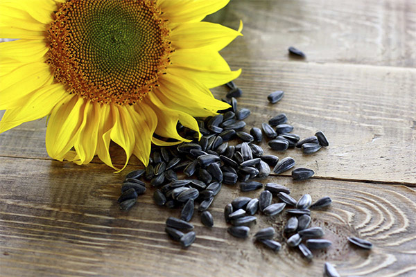 Les avantages et les inconvénients des graines de tournesol