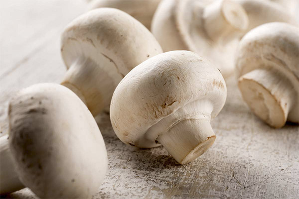 Fordelene og skadene ved champignons