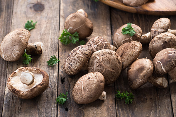 Shiitake'in yararları ve zararları