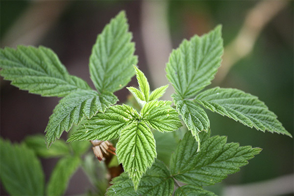 Los beneficios de la hoja de frambuesa