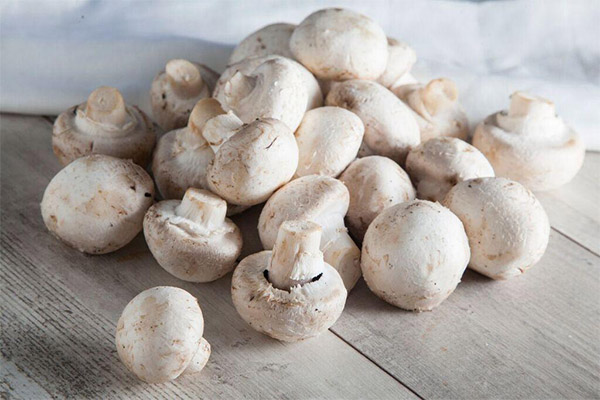 Lợi ích của champignons đối với cơ thể con người