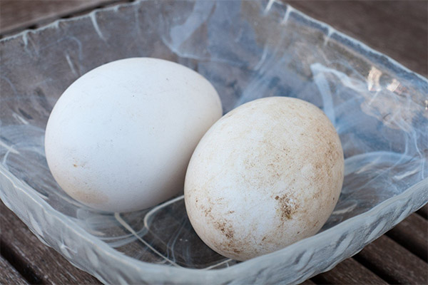 Penggunaan telur angsa dalam kosmetologi