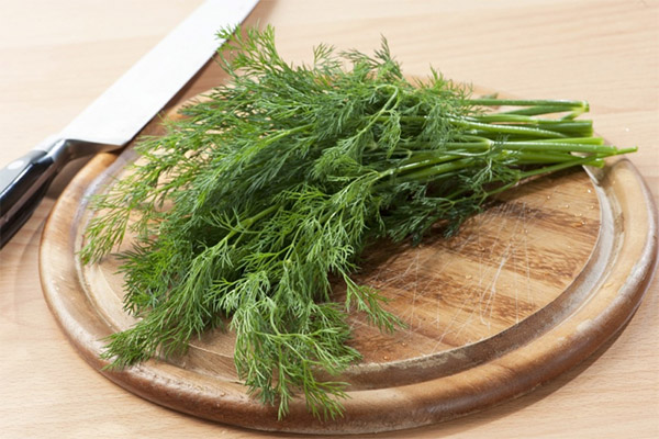 L'uso di aneto in cucina