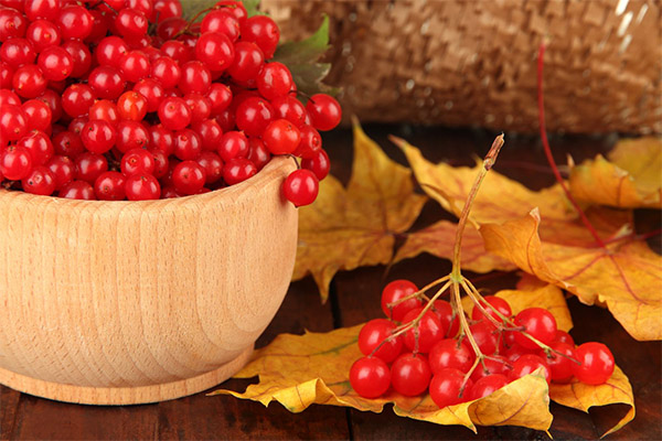 Recipes of traditional medicine based on viburnum