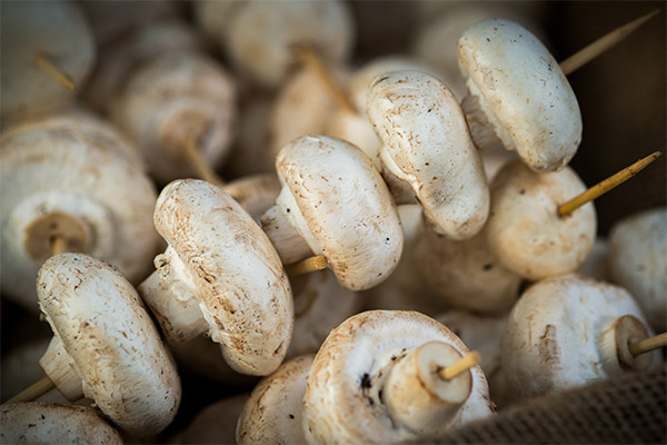 Champignon grillmat