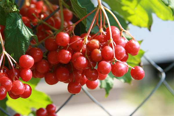 Ano ang mga pakinabang ng mga buto ng viburnum