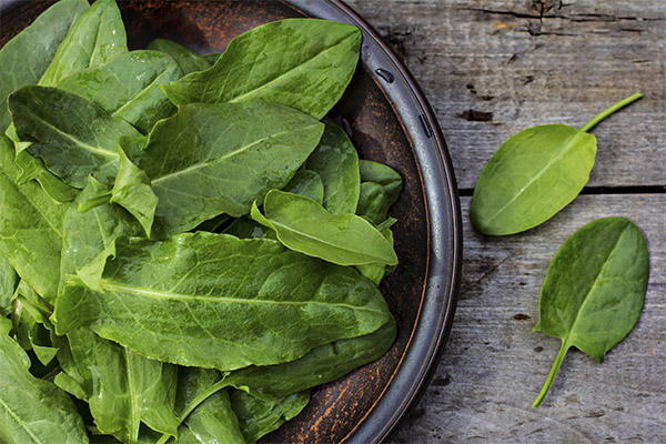 Sorrel dalam bidang perubatan