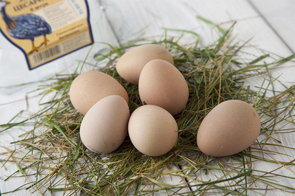 Kulit telur Guinea Fowl