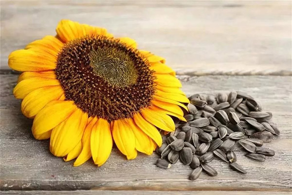 Dommages et contre-indications pour les graines de tournesol