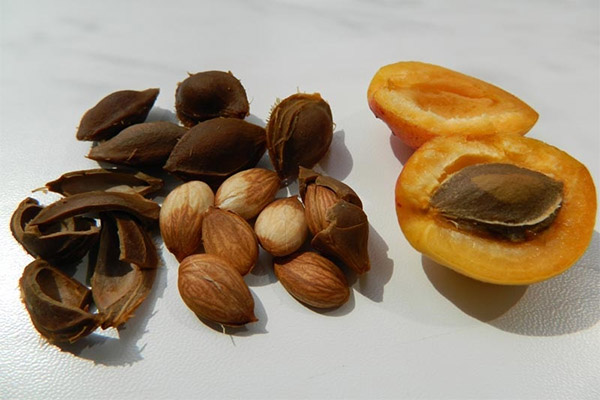 Apricot kernels in medicine