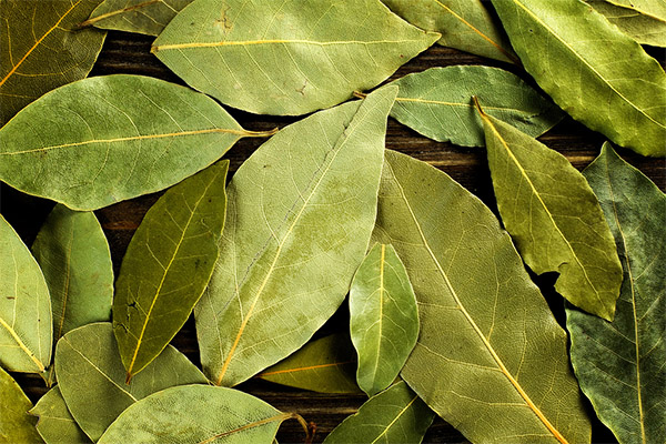 What is useful bay leaf