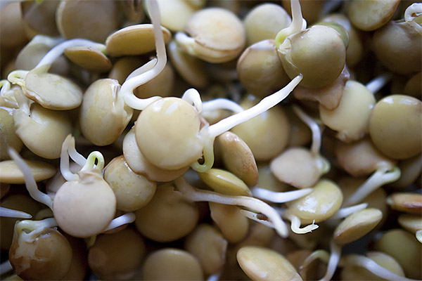 Que cocinar con lentejas germinadas