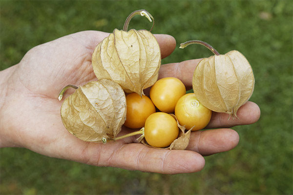 Physalis naisille