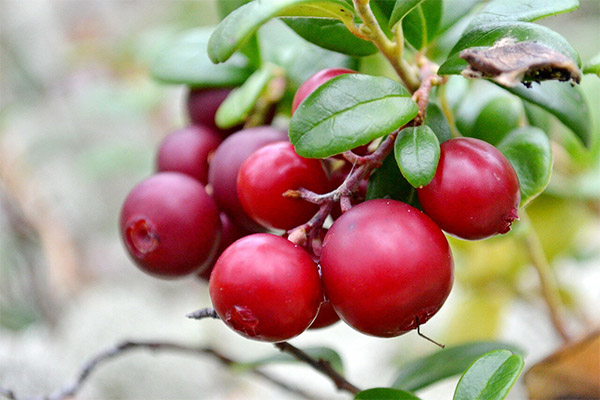 Ενδιαφέρουσες πληροφορίες για τα lingonberries