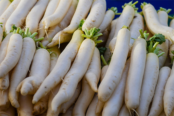 Fatos interessantes sobre daikon