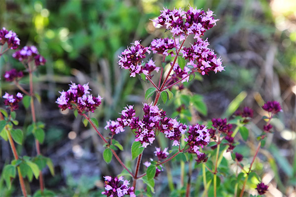 Interessante feiten over oregano