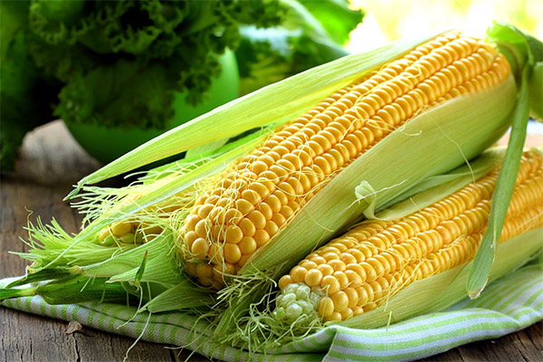 Interesting facts about corn