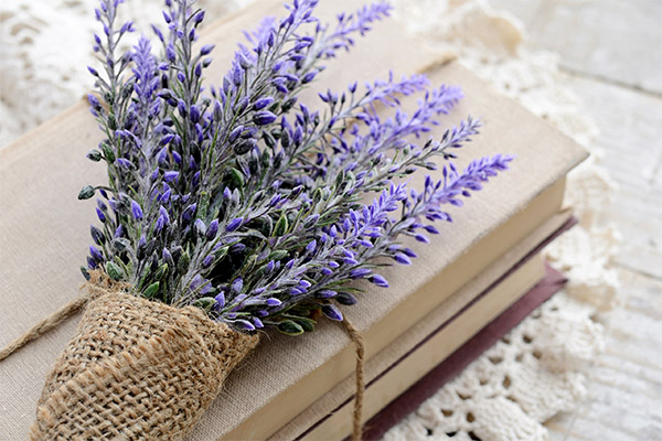 Fatos interessantes sobre lavanda