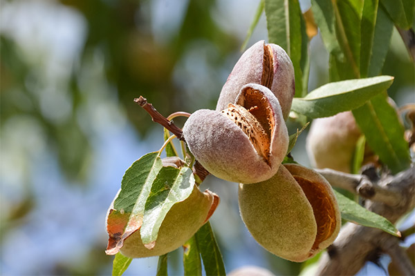 עובדות שקדים מעניינות