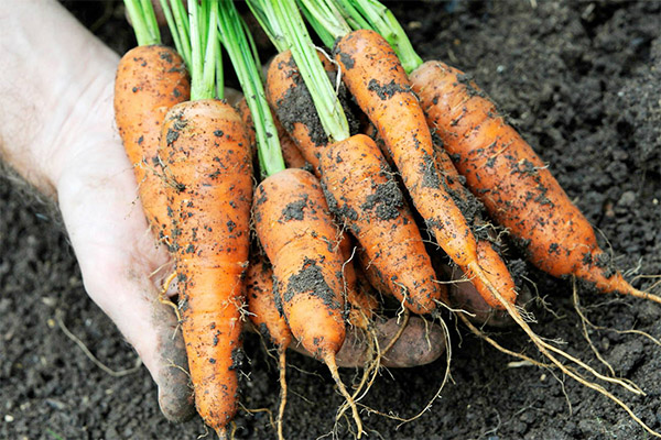 Faits intéressants sur les carottes