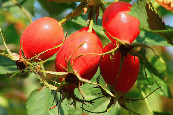 Faits intéressants sur la rose sauvage