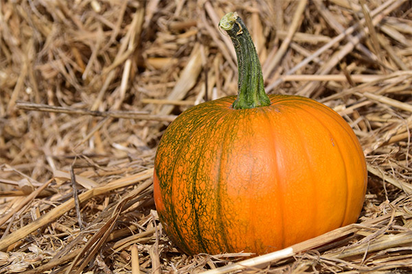 Datos interesantes sobre la calabaza