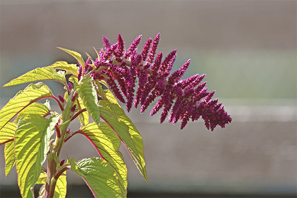 Ενδιαφέροντα γεγονότα για το Amaranth