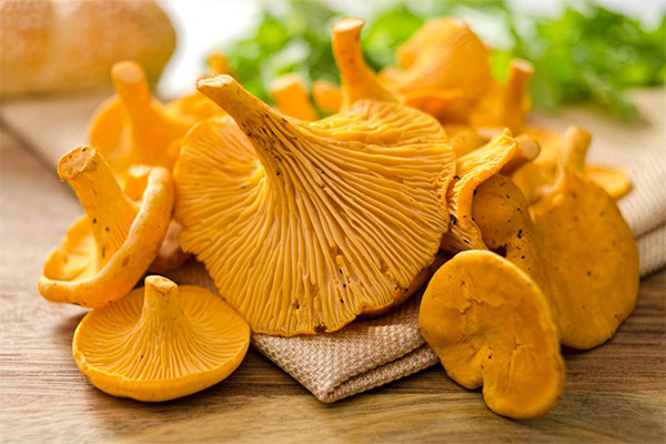 استخدام chanterelles كمضاد للديدان