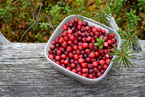 Làm thế nào để thu thập cranberries cho mứt