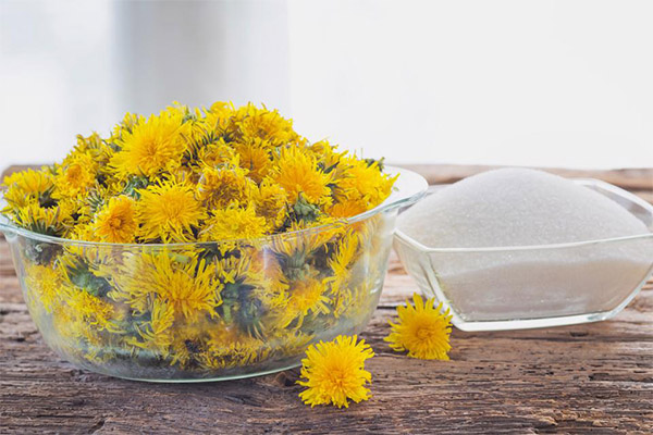 Paardebloemen verzamelen voor jam