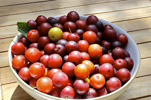 Wie man Kirschpflaume für Marmelade wählt