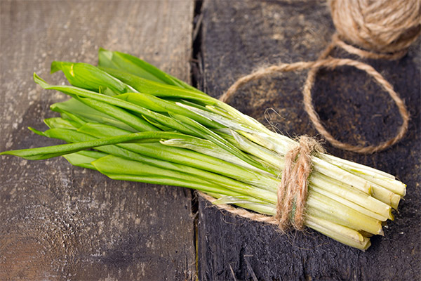 Cara memilih dan menyimpan daun bawang liar