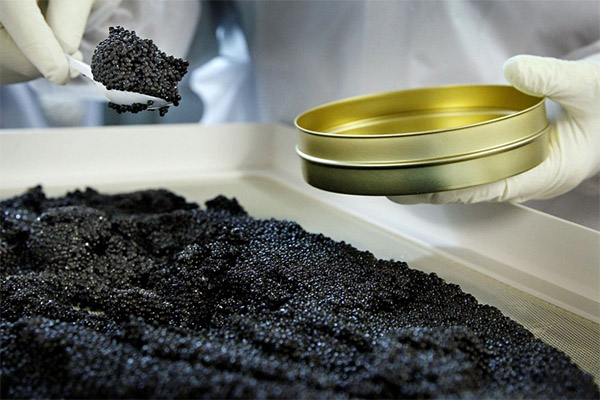 Com triar i emmagatzemar caviar negre