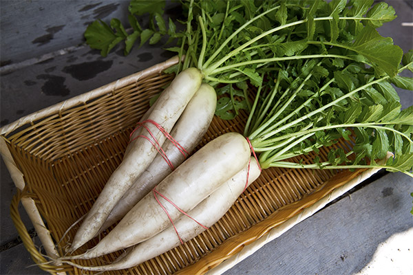 Come scegliere e conservare daikon