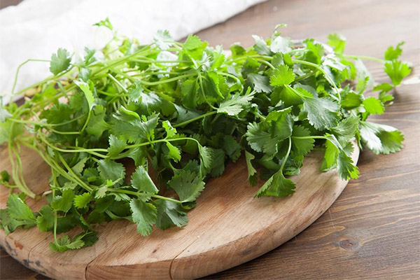 A cilantro kiválasztása és tárolása