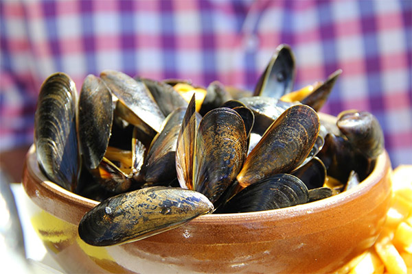 Wie man Muscheln pflückt und lagert