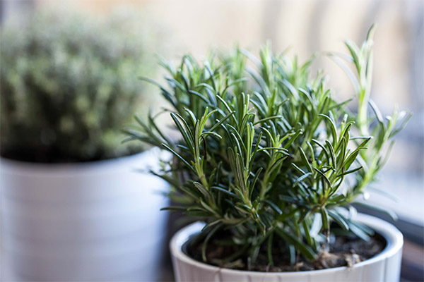 How to grow rosemary