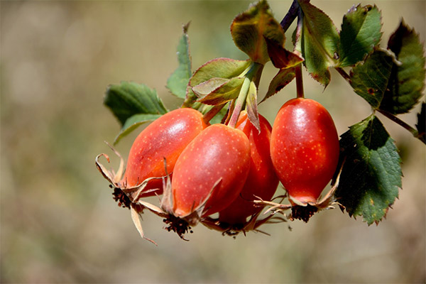 När man ska samla in och hur man lagrar rosa höfter