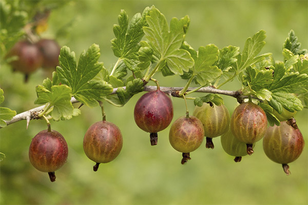 Gooseberry u medicini