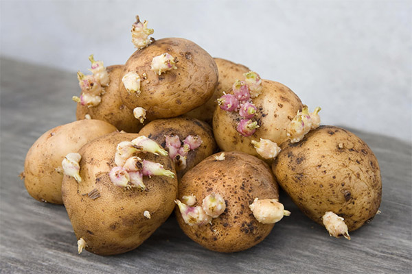 Les propriétés curatives des germes de pomme de terre