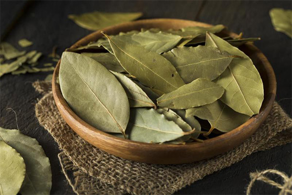 Propiedades mágicas de la hoja de laurel