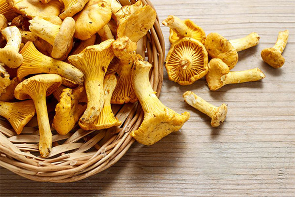 Adakah mungkin untuk makan chanterelles mentah